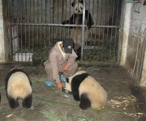 熊猫会攻击饲养员吗 为什么大熊猫要独立生活 _八宝网