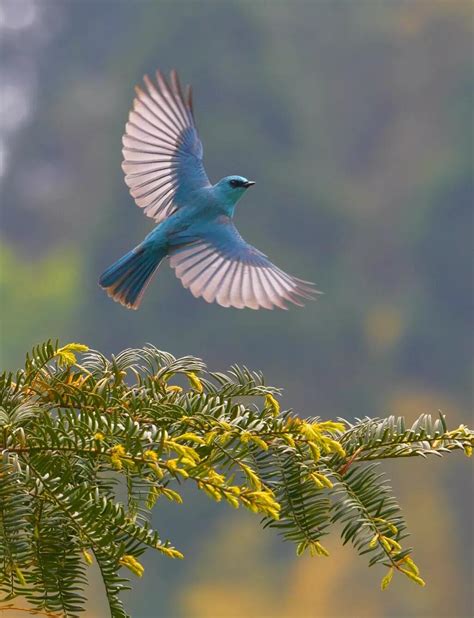 浙江罕见！丽水白云山发现一只铜蓝色的鸟-丽水频道