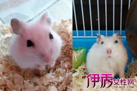 仓鼠公母区分图片