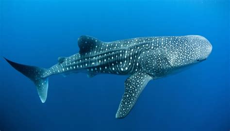 鲸鲨是哺乳动物吗 - 生活百科 - 微文网(维文网)