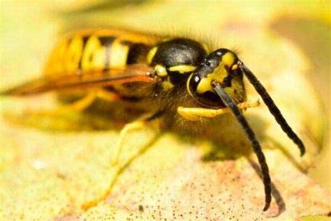 高加索蜜蜂 - 蜜蜂百科 - 酷蜜蜂