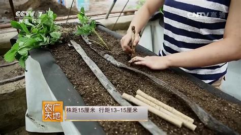 《农广天地》 罗氏沼虾南太湖2号养殖技术_腾讯视频