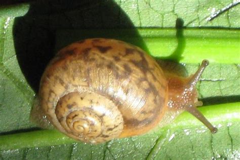 蜗牛是雌雄同体动物吗 - 知百科