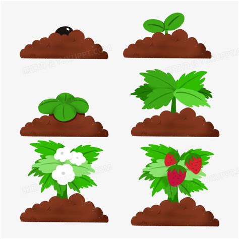 一组手绘草莓种子生长过程免抠合集元素PNG图片素材下载_手绘PNG_熊猫办公