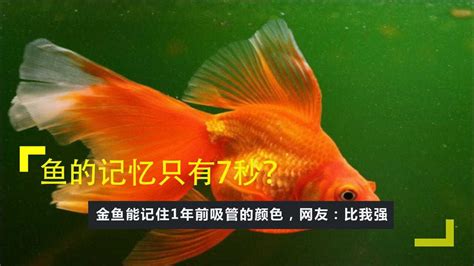 都说鱼的记忆力只有七秒，这事是真的吗_钟博士-站酷ZCOOL