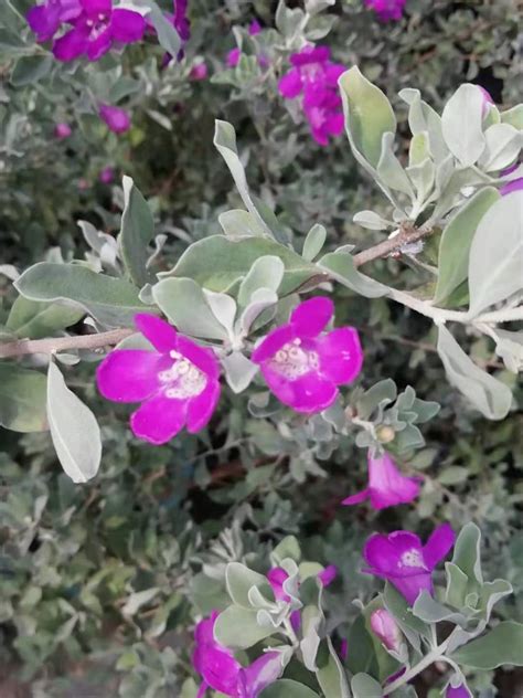 玉芙蓉图片