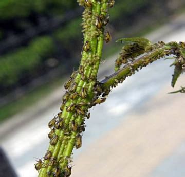 蚜虫,生活方式,绿色,灰色,杀虫剂,植物茎,茧,螫刺的,损坏的,昆虫群摄影素材,汇图网www.huitu.com