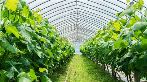 大棚葡萄种植技术，结合市场及当地环境来选种-农百科