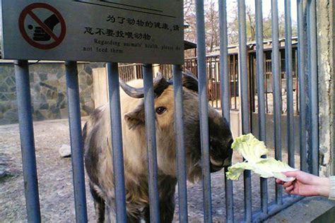 上海野生动物园,上海上海野生动物园攻略/地址/图片/门票【携程攻略】