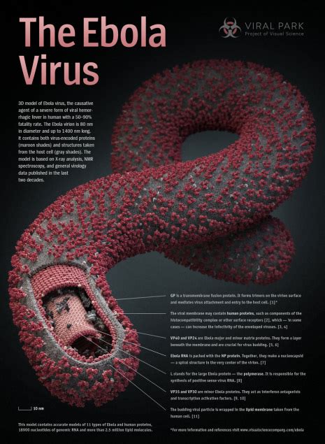 埃博拉病毒到底有多可怕？ - 知乎