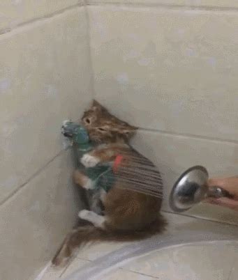 讨厌洗澡！为什么猫这么讨厌水？