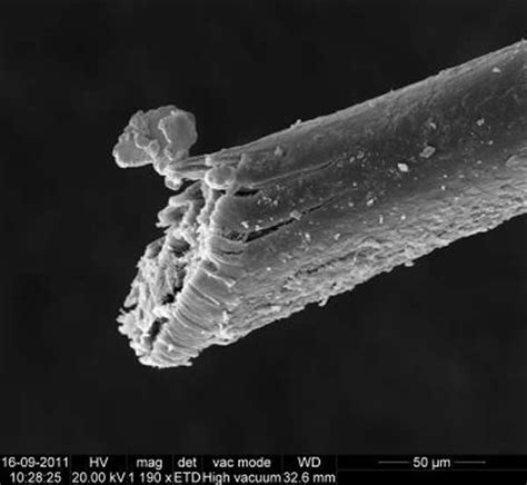【分享】蚂蚁和头发_扫描电镜（SEM/EDS）_电子显微镜_仪器论坛