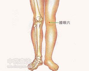 膝眼的准确位置图图片 膝眼的准确位置图图片