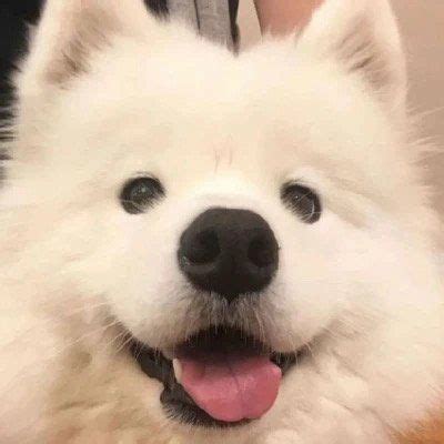非主流小狗仔头像