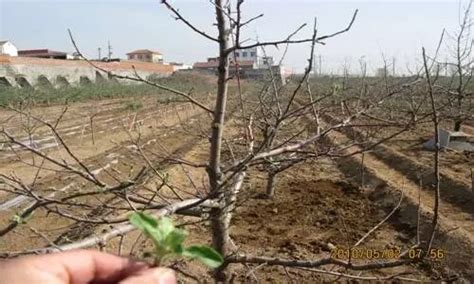 果树新品种，有土就能活，亩产8000斤