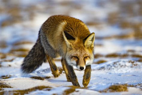 白色背景上的小狐狸图片-趴在地面上的小狐狸素材-高清图片-摄影照片-寻图免费打包下载