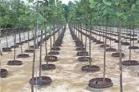 绿化苗木生产新技术，苗木人要学起来了！-种植技术-中国花木网