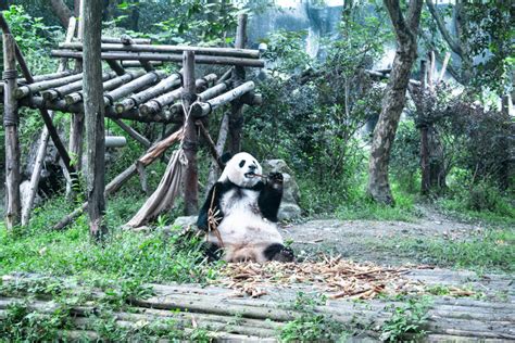 大熊猫最爱吃的竹子-大熊猫最爱吃的竹子,大熊猫,最爱,吃,竹子 - 早旭阅读