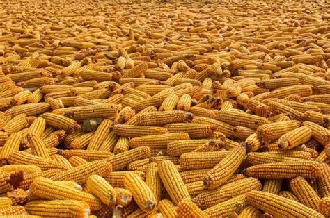 2022年种什么玉米品种好-2022年种什么玉米种子高产 - 见闻坊