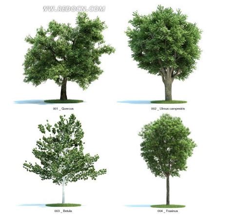 各种常见的树图片及名称(常见各种树的图片及树名称) - 养花经验