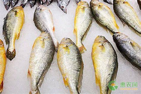 黄花鱼一条一斤多少钱一斤?如何区分野生和养殖的黄花鱼? - 惠农网