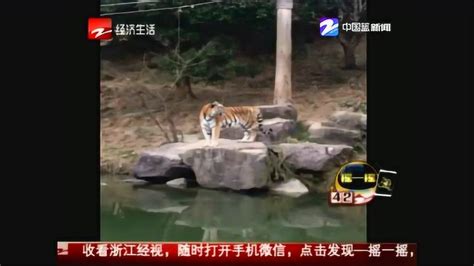 触目惊心！宁波雅戈尔动物园发生老虎伤人事件，老虎被击毙了_腾讯视频