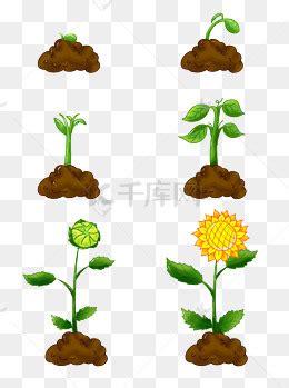 植物生长过程图片-植物生长过程图片素材免费下载-千库网