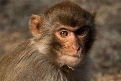 92年属猴为什么说金命水猴 1992年属猴是什么命 - 万年历