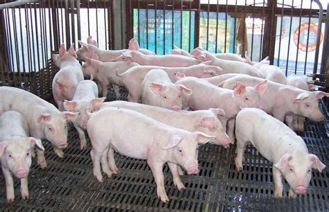 猪价快速上涨，生猪期货交投平稳，交易所采取多项措施严格风控管理 - 猪好多网