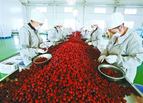 新疆且末县农产品深加工助农增收|新疆|红枣_凤凰资讯