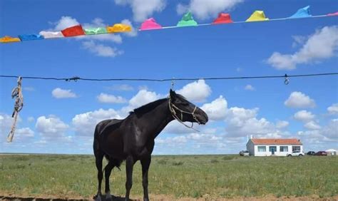 内蒙草原上的俊美黑马,被当地人称为“天马”,像黑珍珠一样!|天马|阿巴嘎|黑马_新浪新闻