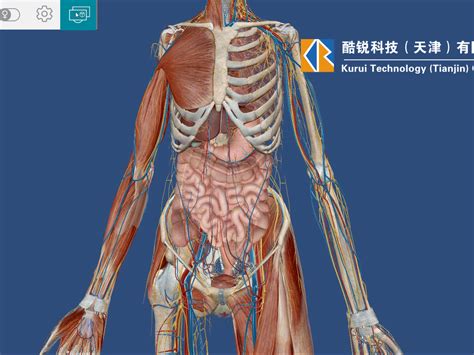 人体解剖三维演示动画如何制作_天津酷锐科技-站酷ZCOOL