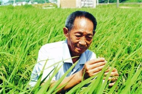 我们现在吃的大米是杂交水稻吗，附杂交水稻分布图_中国历史网