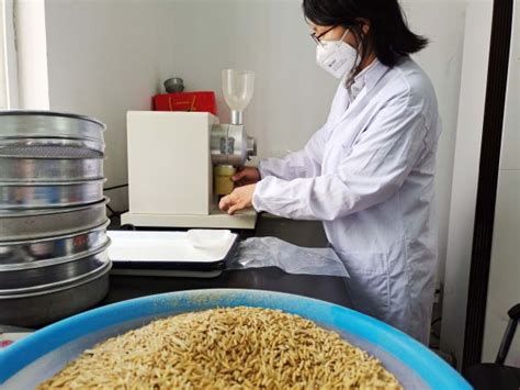国家粮食储备局：今年夏粮生产收购呈现“双好双优” - 世相 - 新湖南