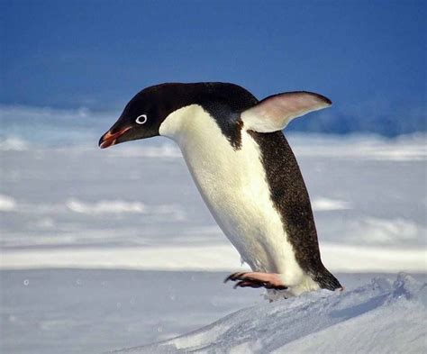 原先会飞行的企鹅为何放弃了整片天空，而选择南极生活呢？_凤凰网