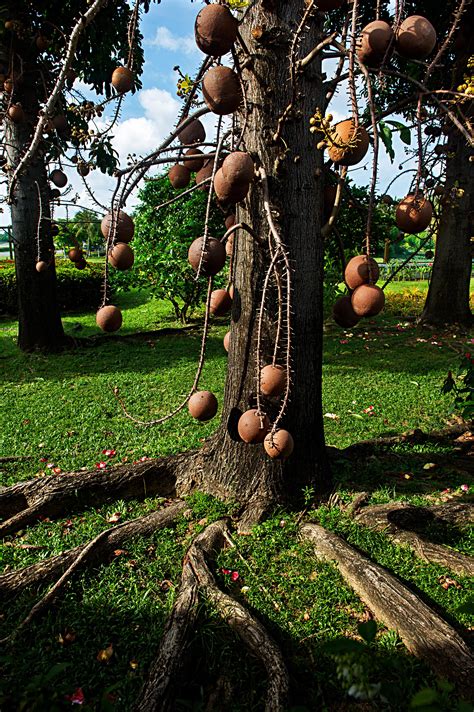 科学网—在巴西看到的“炮弹树” - 周天军的博文