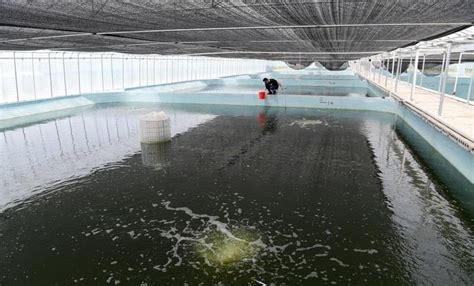 鱼塘ph值多少为正常，鱼塘水质调理的关键指标 - 中国养殖网