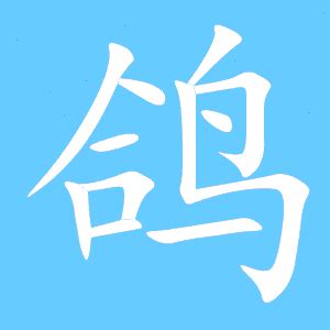 我的鸽舍-中国信鸽信息网相册