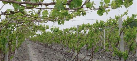 葡萄种植技术与管理-植物说