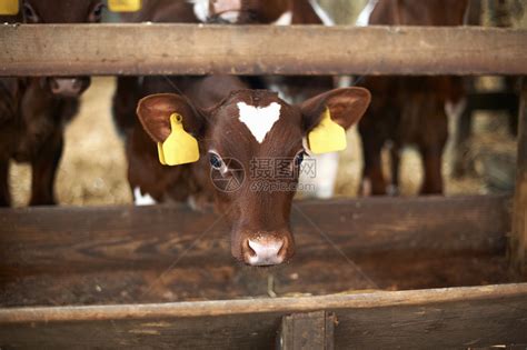 牛在棚中穿过栅栏伸出头高清图片下载-正版图片501875262-摄图网