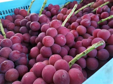 新品种早熟葡萄品种好 山东葡萄苗批发 青岛 农泽苗木-食品商务网
