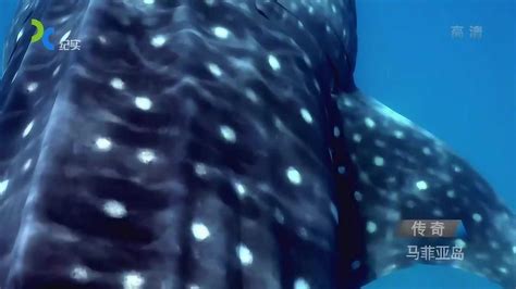 地球上最大的鱼类鲸鲨介绍_腾讯视频