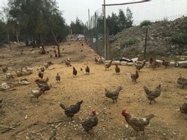 同时养殖走地肉鸡&蛋鸡 互补高低成本效益 - 农牧世界