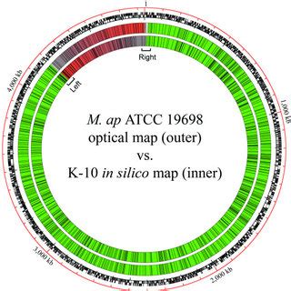 Alignment of the M. ap ATCC 19698 and K-10 restriction maps ...