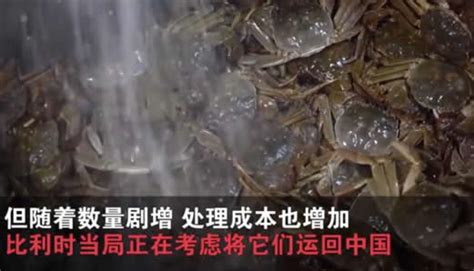 比利时大闸蟹泛滥 当局正在考虑将其运回中国-闽南网