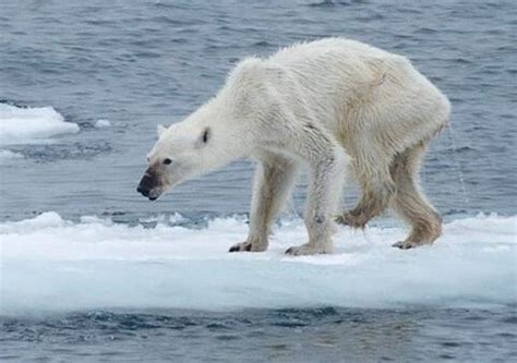 全球变暖冰川融化的危害_酷知科普