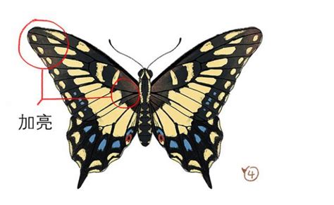 蝴蝶的简单绘画教程 蝴蝶的插画绘画步骤 漂亮蝴蝶的绘画线稿和上色教程[ 图片/10P ] - 才艺君
