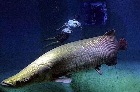 世界上最大的淡水鱼，存在了一亿年，却因为太笨需要政府保护|巨骨舌鱼|淡水鱼|亚马逊河_新浪新闻