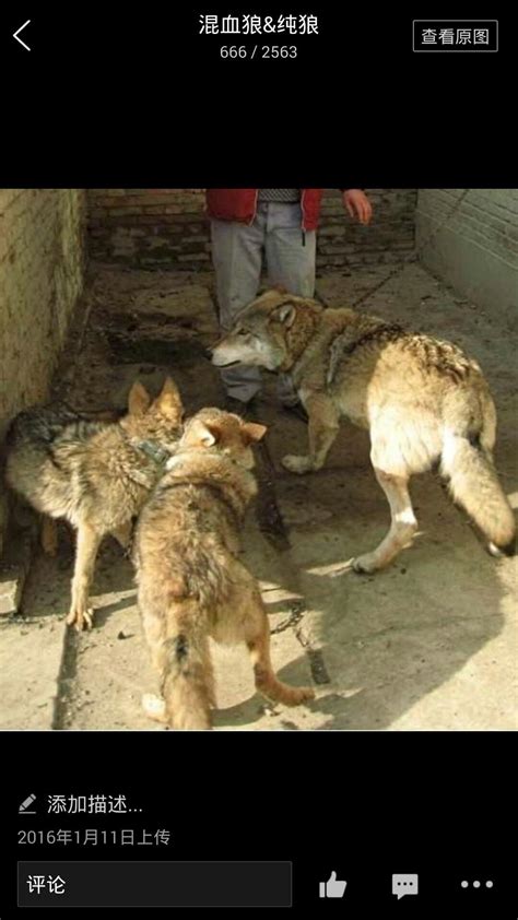 这是狼狗家族，由狼和狗组成，它们的后代叫作狼狗_高清1080P在线观看平台_腾讯视频