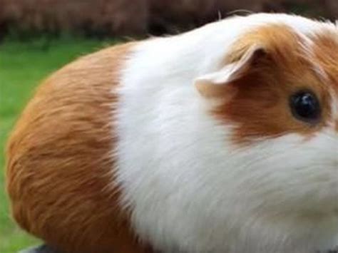 荷兰猪寿命一般多少年，荷兰猪是老鼠还是兔子-农百科